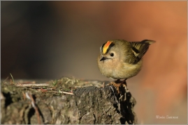 <p>KRÁLÍČEK OBECNÝ (Regulus regulus) Šluknovsko - Jiříkov /Goldcrest - Wintergoldhähnchen/</p>